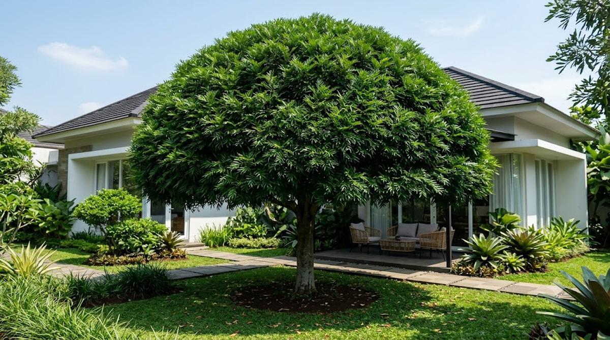Pohon Kiara Payung (Filicium decipiens)