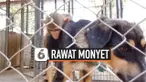 RAWAT MONYET