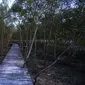 Suasana hutan mangrove Pantai Sejarah di Kabupaten Batu Bara, Sumatera Utara. (Foto: Liputan6.com/Huyogo Simbolon)