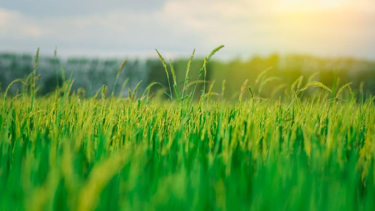 Antara Food Estate dan Contract Farming, Mana yang Lebih Untung?