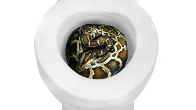 ular piton