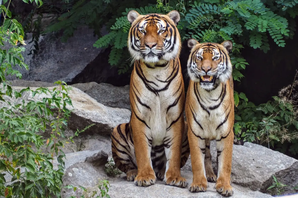 harimau