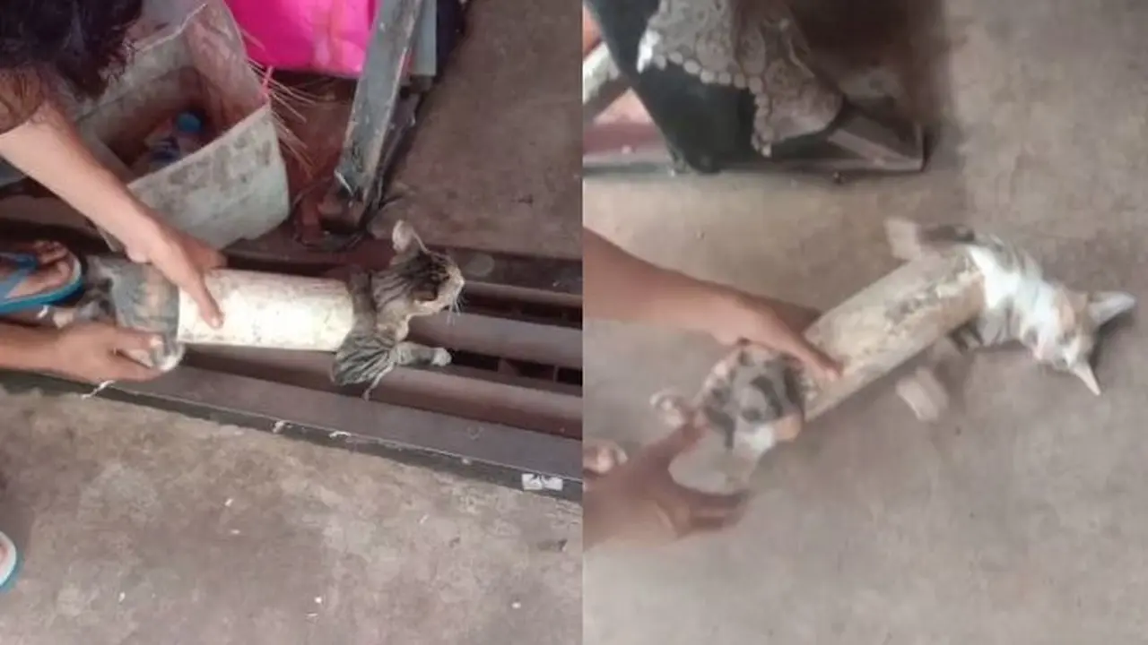 Viral Video Kucing Tersangkut di Paralon, Susah Cara Lepasnya