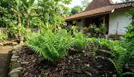 6 Media Tanam Terbaik untuk Pakis Sayur agar Tumbuh Subur dan Cepat Bertunas