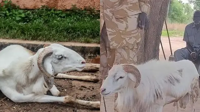 Kambing Dipenjara