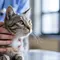 Apakah Kucing Bisa Nangis? Ini Fakta dan Penjelasan Dokter Hewan