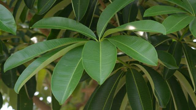 Mengenal Ragam Manfaat Pohon Pule yang Gencar Ditanam di Kota Malang