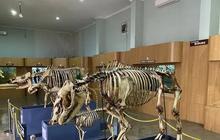 Renovasi Museum Zoologi Bogor Telah Rampung, Kini Tampil Lebih Modern Lengkap Setelah 130 Tahun
