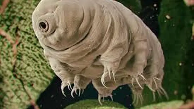 Tardigrades