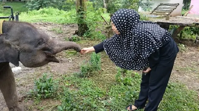 [Bintang] Gajah Erin