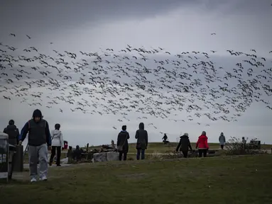 Sejumlah orang menyaksikan kawanan angsa salju terbang di Garry Point Park, di Richmond, British Columbia, Kanada pada Minggu (10/1/2021). Angsa, yang berkembang biak di Siberia, bermigrasi di sepanjang pantai pasifik untuk menghabiskan musim dingin. (Darryl Dyck/The Canadian Press via AP)