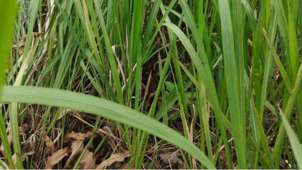Rumput