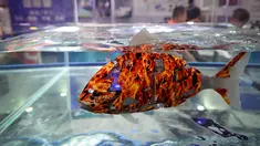 Robofish terlihat dalam Konferensi Robot Dunia 2019 di Beijing, China, Selasa (20/8/2019). Konferensi Robot Dunia 2019 akan berlangsung selama lima hari. (WANG Zhao/AFP)