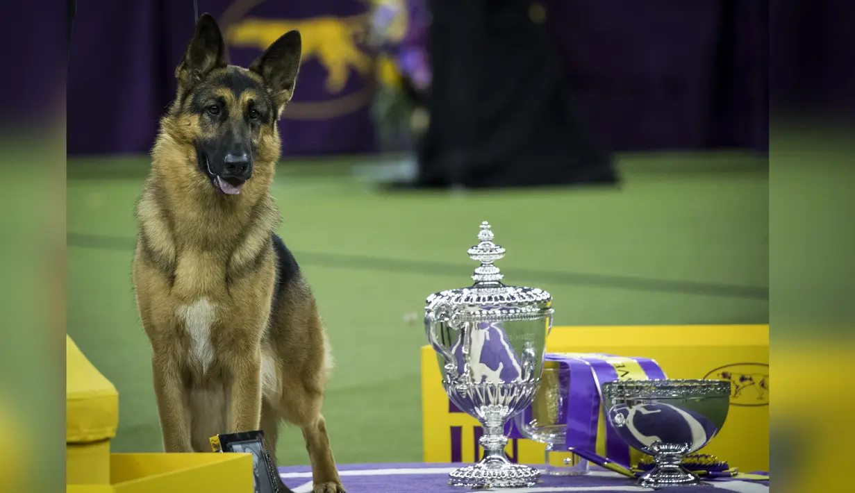 Rumor, berpose dengan trofi usai menjuarai kompetisi Best in Show di Westminster Kennel Club Dog Show, di New York City, AS (14/2). Anjing jenis gembala Jerman ini memenangkan kontes anjing bergengsi internasional. (Drew Angerer / Getty Images / AFP)