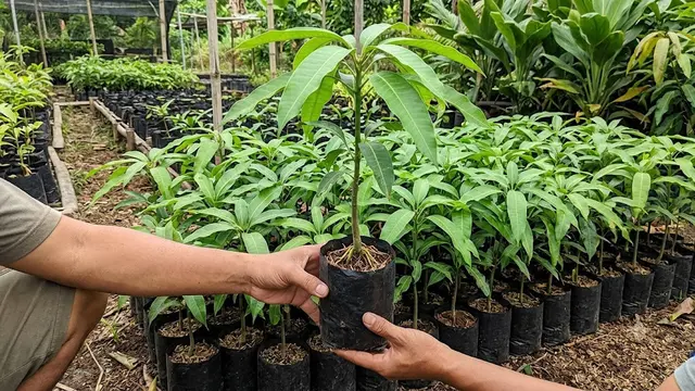 Pohon Kemang