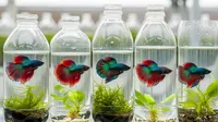 Tips Budidaya Ikan Cupang di Botol Bekas, Cocok untuk Hobi Sekaligus Penghasilan Tambahan