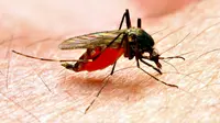 Penelitian di Denmark untuk menciptakan vaksin malaria baru malah mengungkapkan rahasia yang berpotensi untuk pengobatan kanker. (Shutterstock)