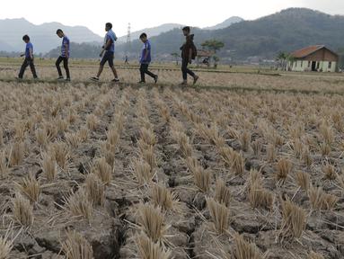 Sejumlah Bobotoh melintasi sawah saat akan menonton pertandingan Persib melawan Mitra Kukar di Stadion Si Jalak Harupat, Bandung. (Bola.com/Vitalis Yogi Trisna)