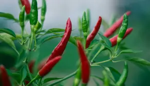 7 Cara Merangsang Cabai agar Banyak Tunas dan Cabang Produktif, Bisa Rutin Panen