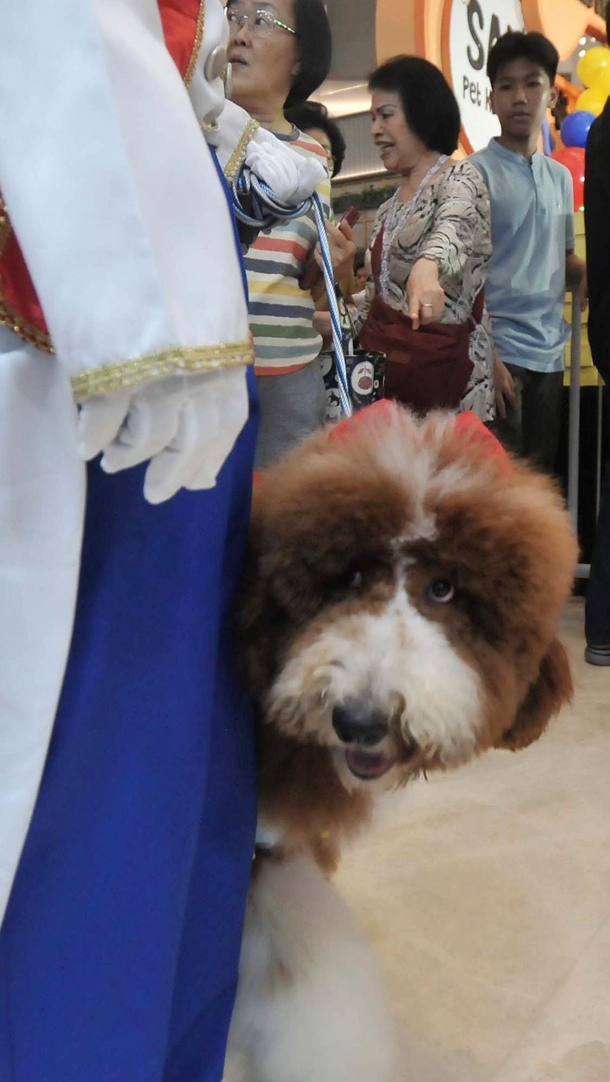 Anjing-anjing yang meramaikan pesta ulang tahun Jesslyn dan Rocky ini hadir dengan berbagai kostum lucu ala karakter Disney.&nbsp;Merdeka.com/Imam Buhori