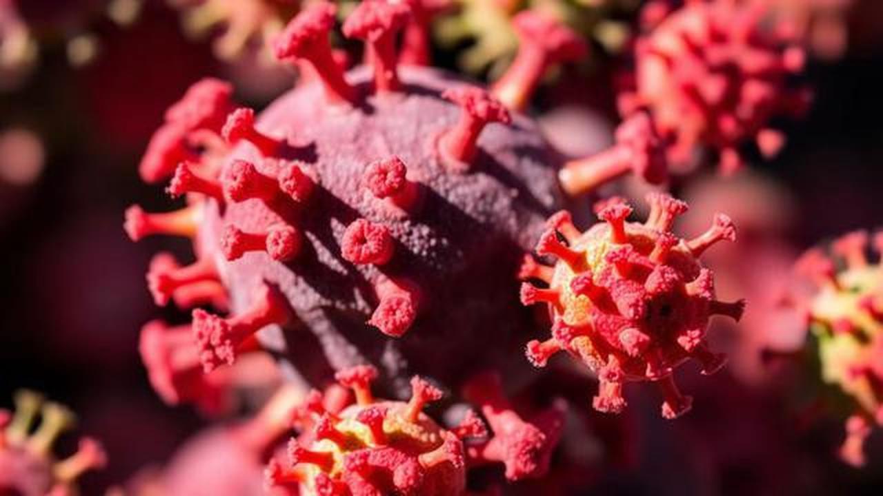 El Nino Godzilla: Apakah Virus Campak Dapat Bertahan Dalam Suhu Panas?
