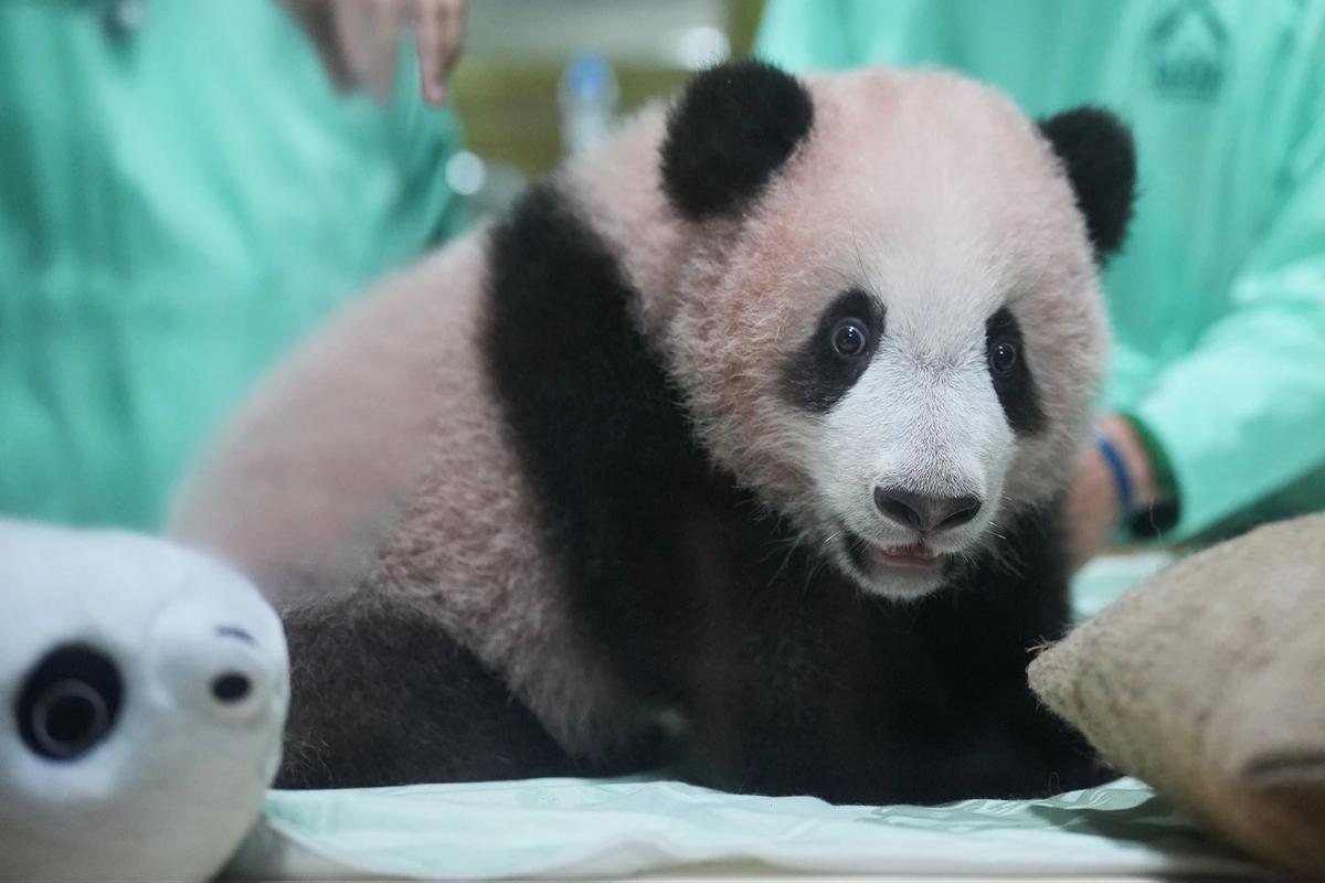 FOTO: Bayi Panda Rio Tumbuh Aktif  Menjelang Diperkenalkan ke Publik