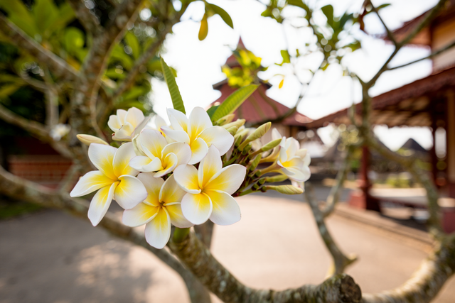 Kamboja (Plumeria)