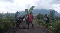 Warga Manggarai Timur tanam pohon pisang di badan jalan yang rusak. (Liputan6.com/Dionisius Wilibardus)