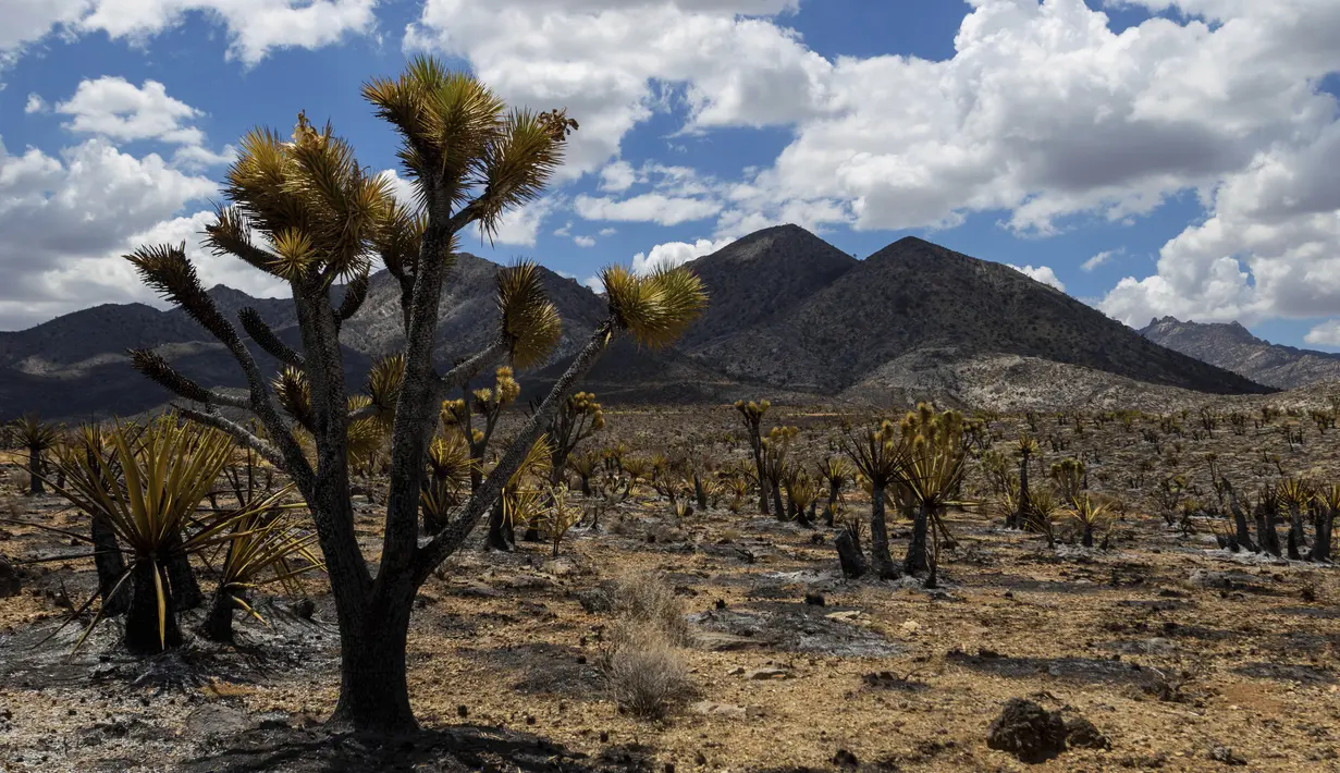 Lanskap yang terbakar dari Kebakaran York di Cagar Alam Nasional Mojave di Nipton, California pada Selasa, 1 Agustus 2023. (AP Photo/Ty O'Neil)