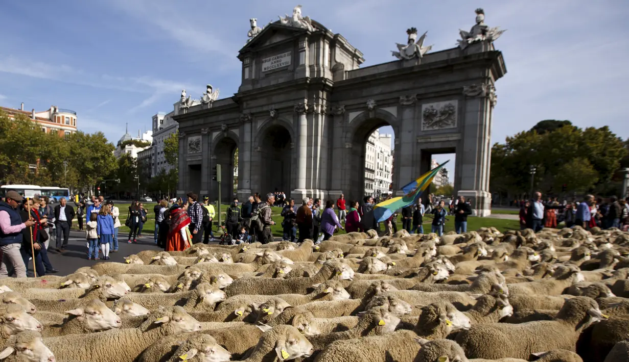 Sekitar 2000 domba berjalan melewati Gerbang Alcala saat parade tahunan di Madrid, Spanyol Minggu (25/10). Setiap tahunnya, para penggembala berdemonstrasi menentang perluasan wilayah perkotaan dan praktik-praktik pertanian modern.(REUTERS/Sergio Perez)