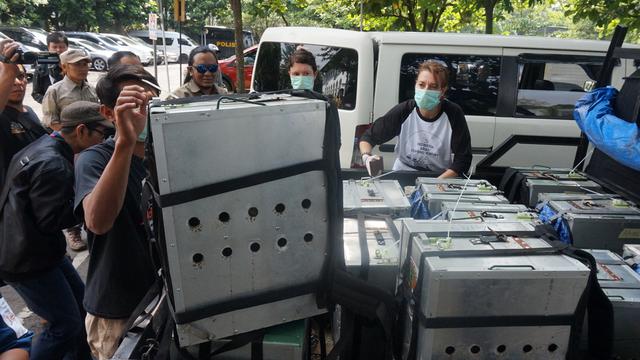 Lepas liar monyet ekor panjang di Bandung