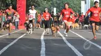 Sejumlah anjing mengikuti lomba lari saat Purina Alpo Dog Run 2015 di Lapangan Parkir Timur Senayan, Jakarta, Minggu (24/5/2015). Acara tersebut dimanfaatkan para pemilik anjing untuk berbagi informasi. (Liputan6.com/Herman Zakharia)
