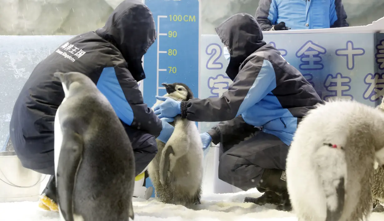 Para staf mengukur tinggi seekor bayi penguin kaisar di taman hiburan Chimelong Ocean Kingdom yang berada di Zhuhai, Provinsi Guangdong, China pada 8 November 2020. Dalam lima tahun terakhir, total 36 penguin kaisar lahir di Chimelong Ocean Kingdom. (Xinhua/Huang Guobao)