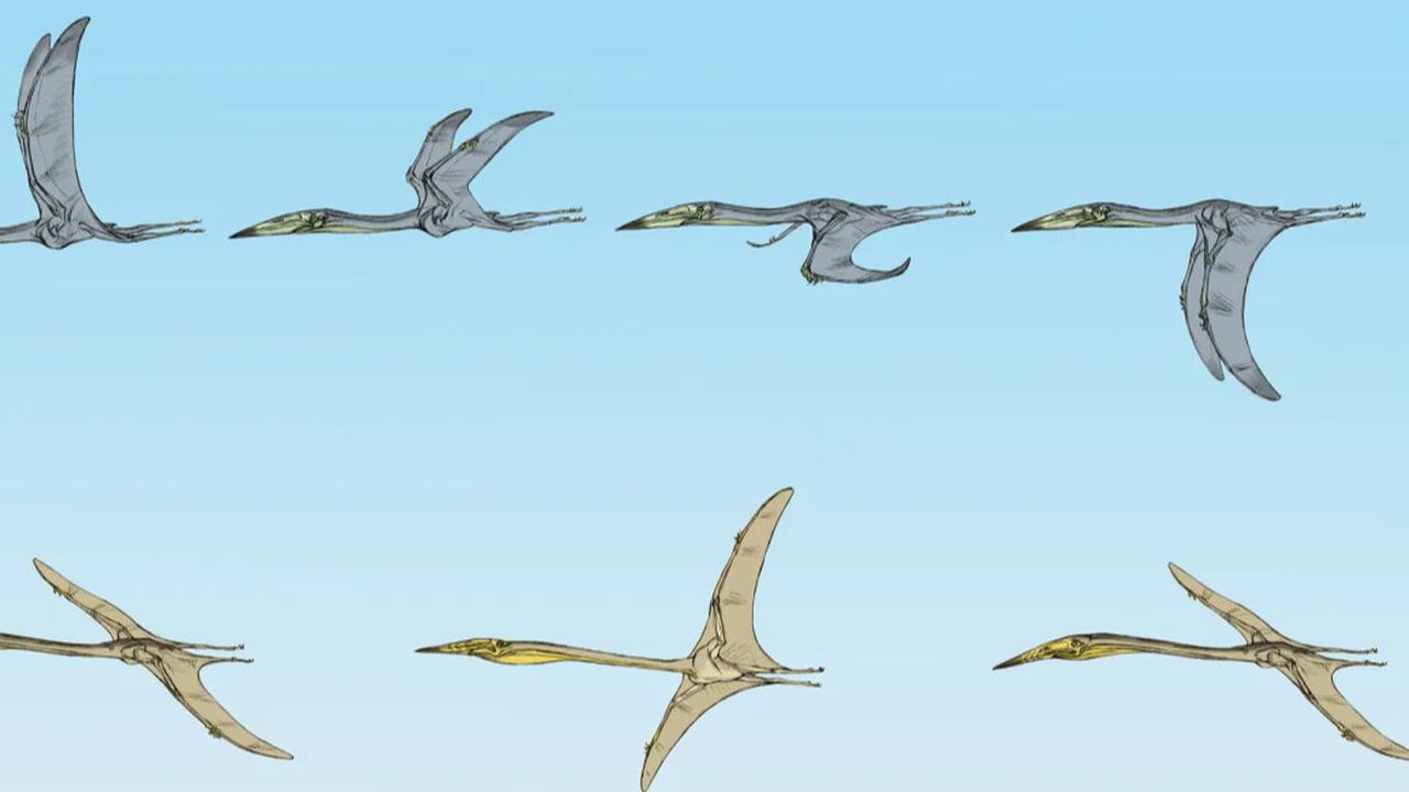 Temuan Fosil Ungkap Fakta Mengejutkan Tentang Spesies Dinosaurus Terbang 66 Juta Tahun Lalu