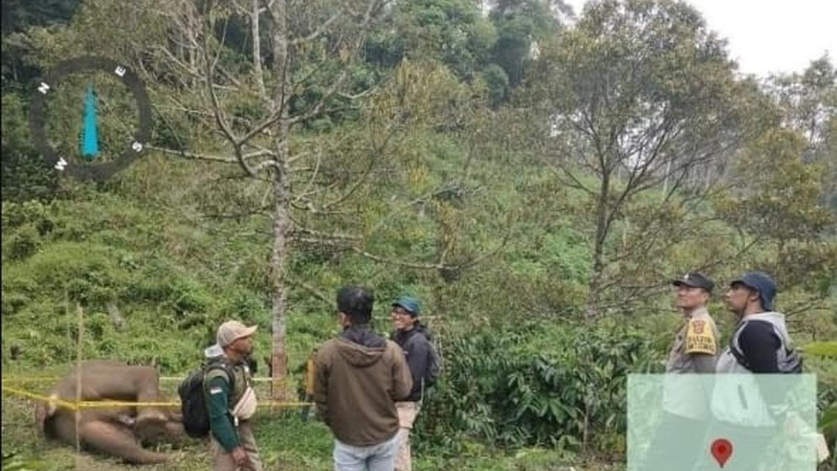 Gajah Sumatera Mati Tersengat Listrik di Aceh Tengah, 1 Warga Mati Diinjak Gajah di Bener Meriah