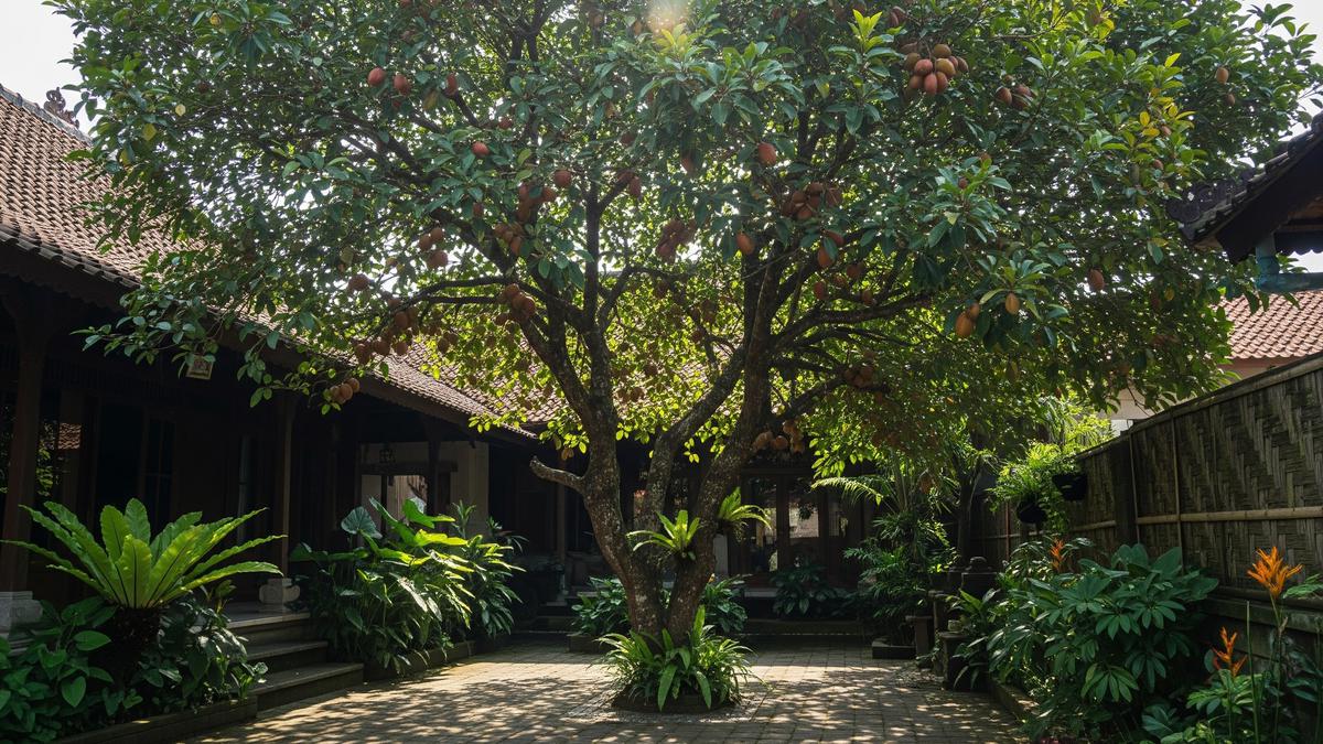 7 Pohon Buah Peneduh Rumah yang Jarang Didatangi Hewan Pengganggu, Aman di Halaman