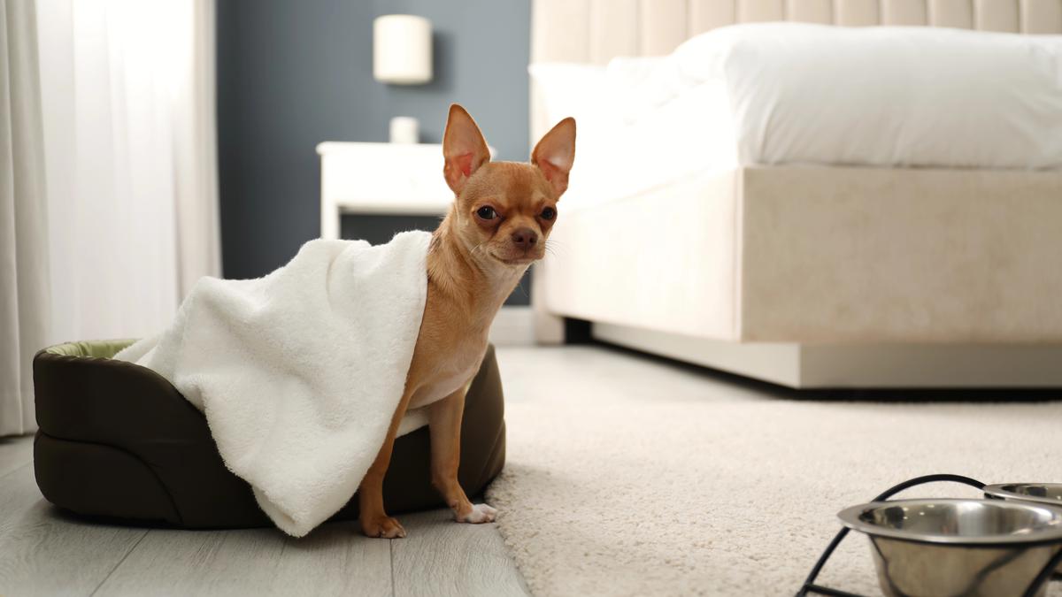 Korea Selatan Rilis Panduan Perjalanan Ramah Hewan Peliharaan