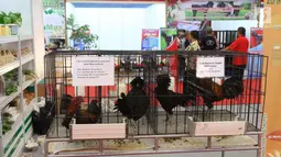 Sejumlah ayam kampung unggul terlihat selama pameran saat Rakornas PDI Perjuangan di ICE BSD, Tangerang Selatan, Sabtu (16/12). Pameran tersebut menyuguhkan prodak pertanian perternakan dan UMKM prodak lokal. (Liputan6.com/Angga Yuniar)