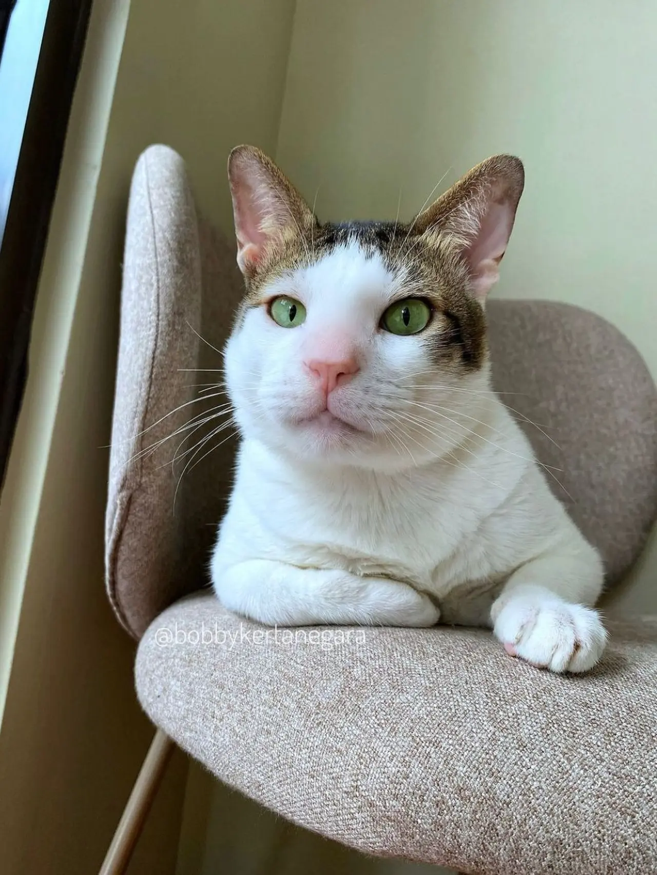 Foto-Foto Bobby Kertanegara, Kucing Prabowo Subianto yang Menggemaskan 