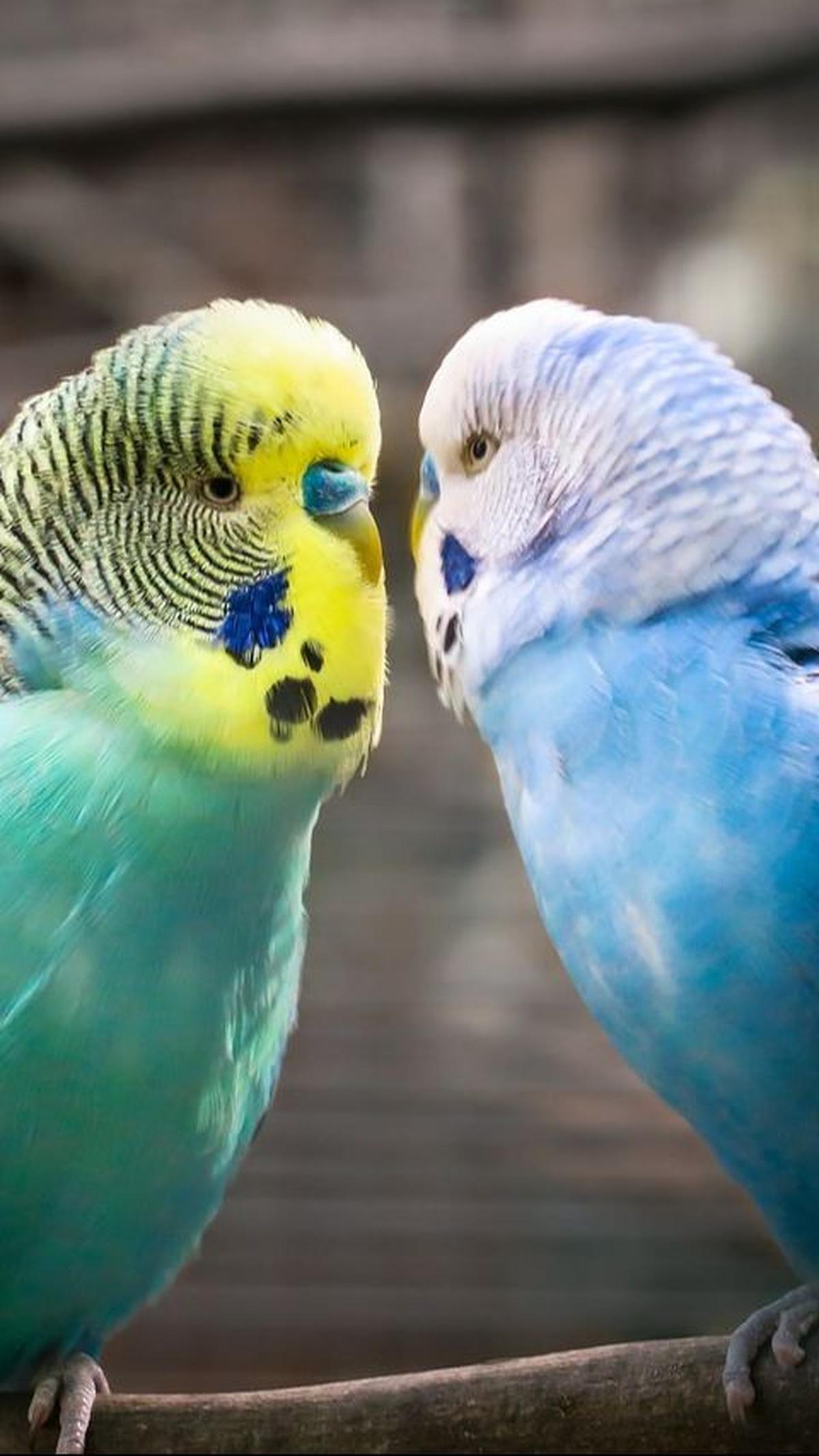 Keempat,  Burung Parkit yang Cantik