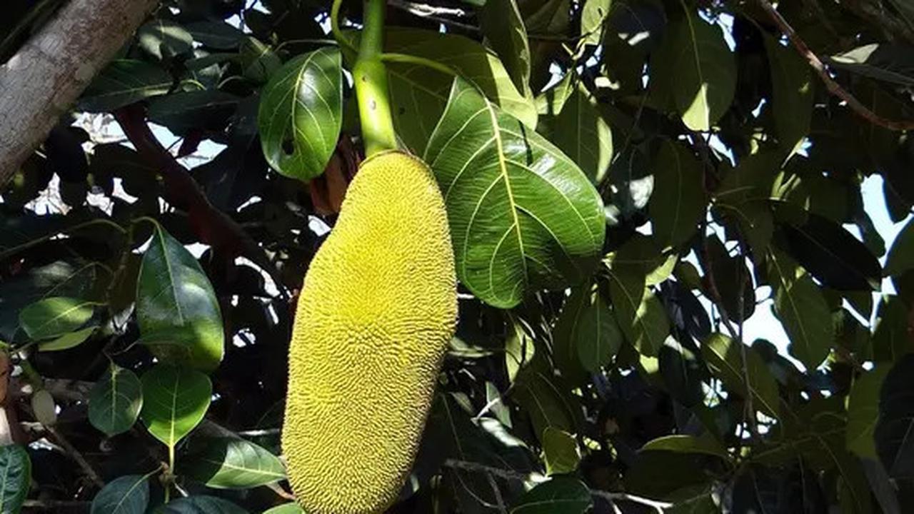 Tips Merebus Daun Nangka untuk Kesehatan, Atasi Bekas Jerawat hingga Turunkan Risiko Diabetes