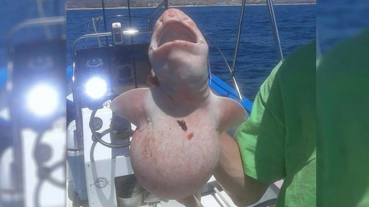 Misterius, Ikan Alien di Lautan Ini Gegerkan Nelayan