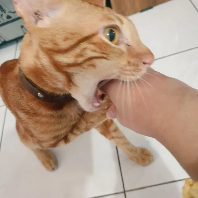 10 Potret Lucu Kucing Ikut Rayakan Lebaran, Sungkem dengan Donatur
