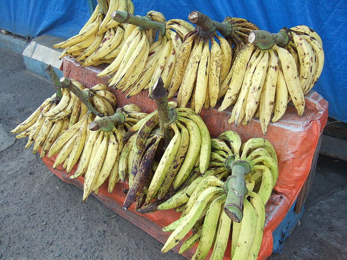 Jenis Pisang dan Manfaatnya