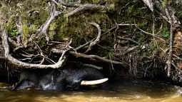 Gambar pada 27 Juli 2019 menunjukkan seekor gajah Sumatra mandi di sungai dekat Unit Respons Konservasi Alue Kuyun di Meulaboh, Aceh. Gajah Sumatra termasuk salah satu spesies yang terancam punah dan diperkirakan hanya tersisa sekitar 500 ekor di Aceh. (CHAIDEER MAHYUDDIN/AFP)