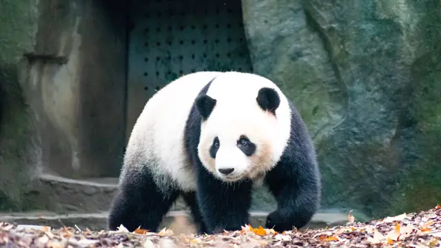 Ilustrasi hewan panda
