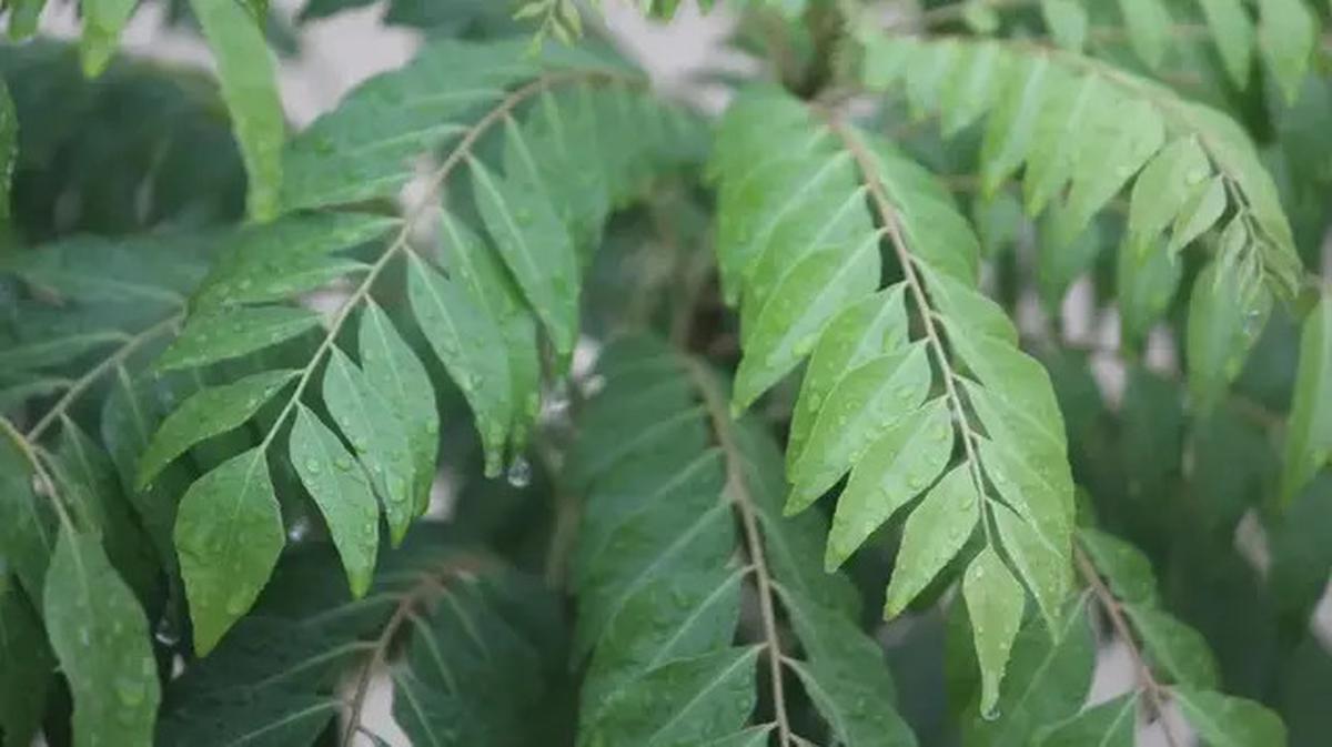 Rahasia Daun Kari untuk Ikan Goreng Bebas Bau dan Minyak Tetap Bersih