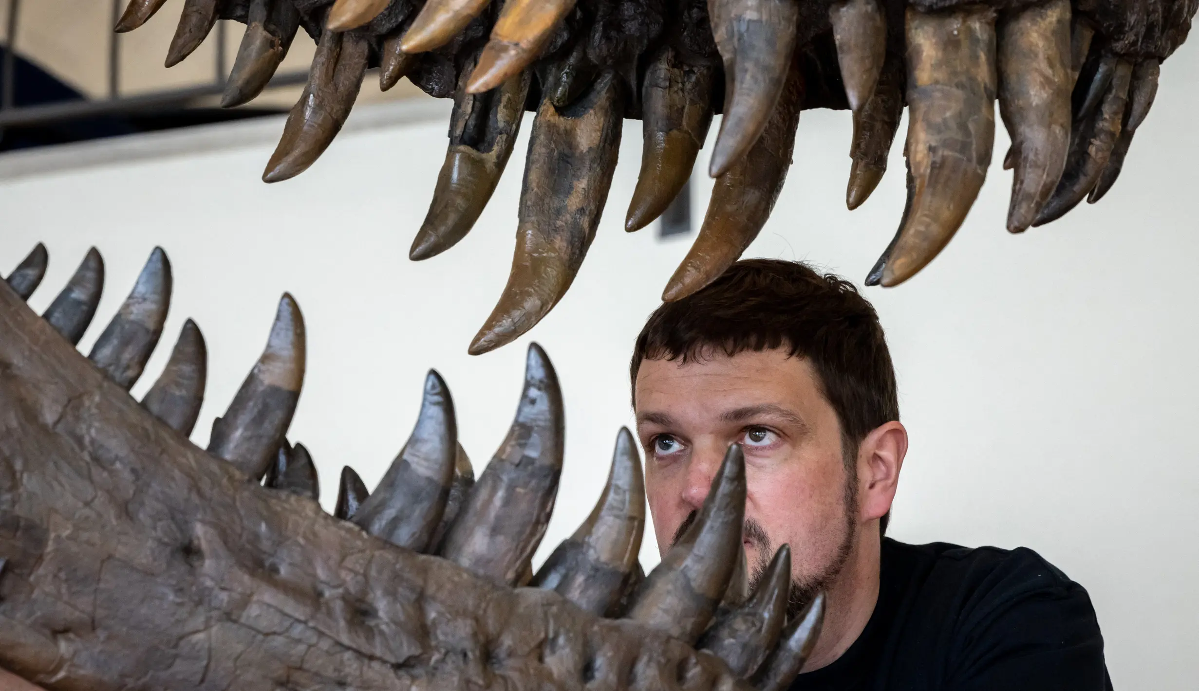 Kerangka T-Rex Berusia 67 Juta Tahun Akan Dilelang di Eropa - Foto ...