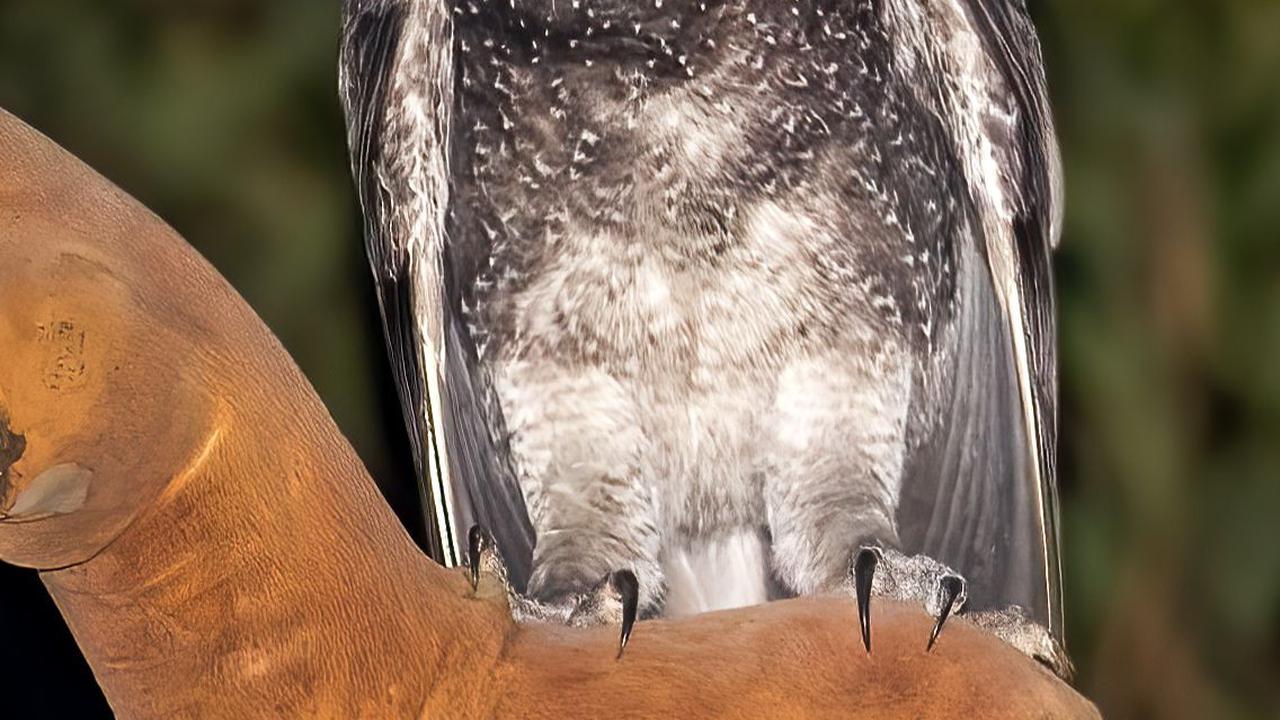 3. Burung Hantu<br>