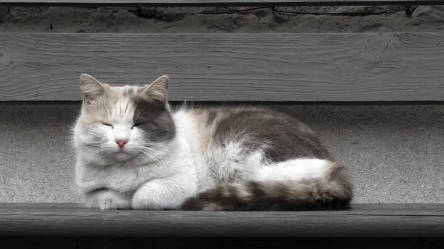 Kucing Berguling